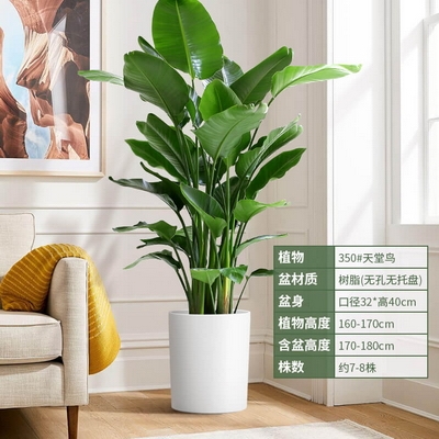 幸福天堂鸟