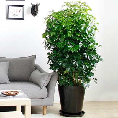 鸭脚木 商品图 2