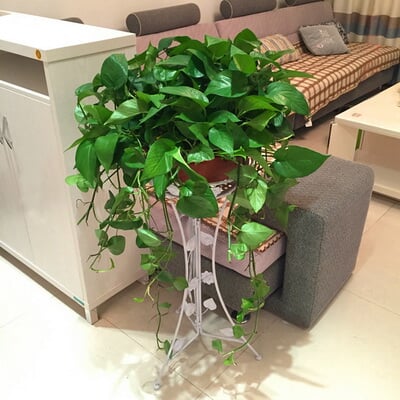 中号绿萝 商品图 3