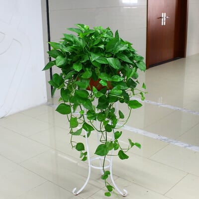 中号绿萝 商品图 5